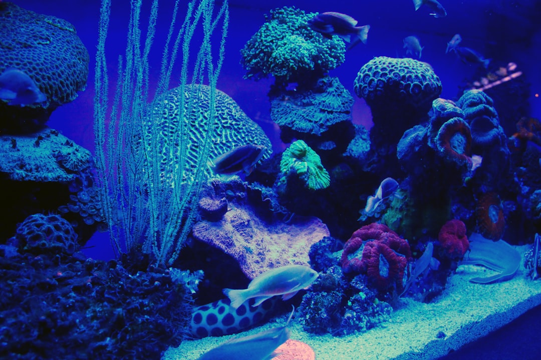 blue-and-white-fish-in-water-bw7w3eikssc