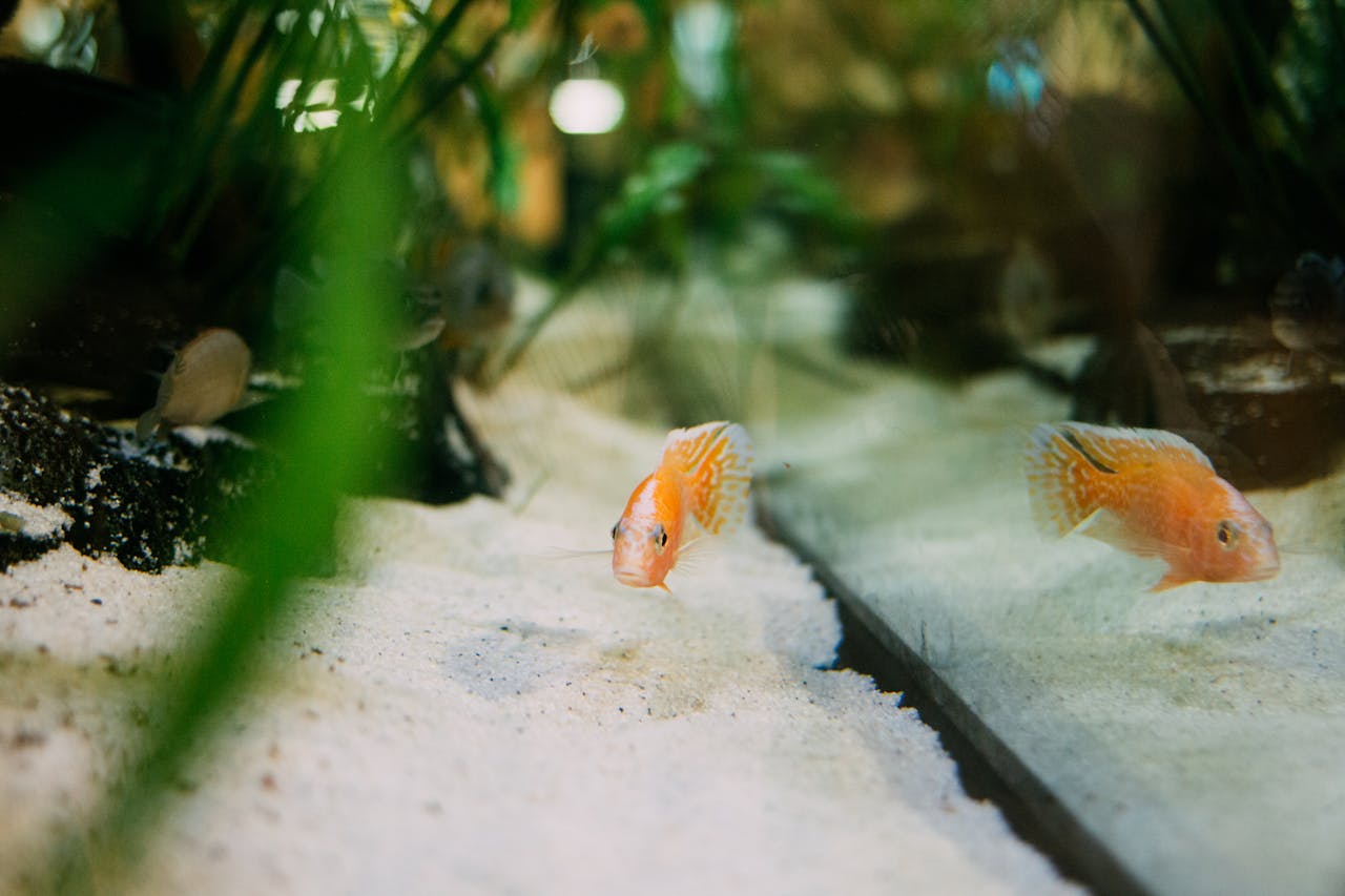 Close-up of a vibrant cichlid fish swimming in a lush, freshwater aquarium with sand substrate.