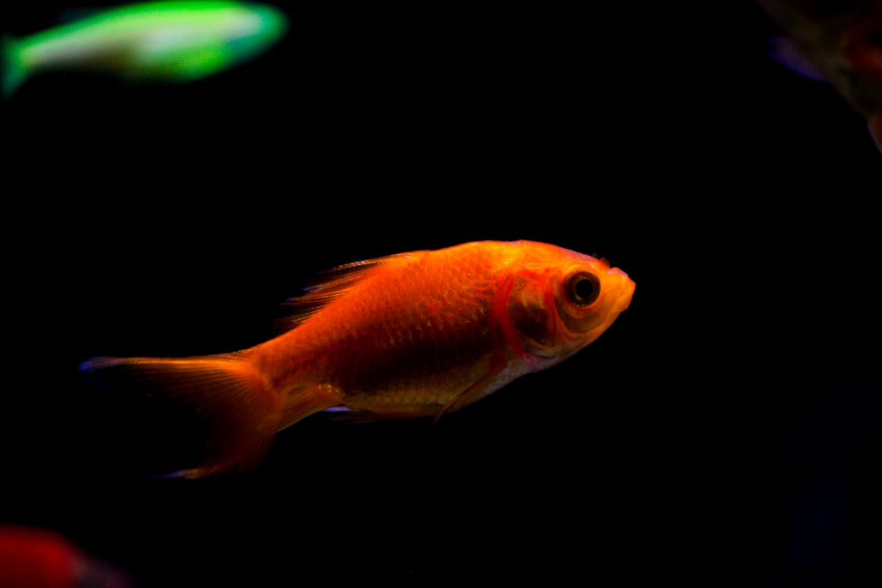 A bright orange goldfish gracefully swims in a dark aquarium setting.